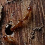 Rid of Termites At Home