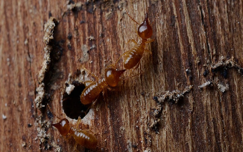 Rid of Termites At Home